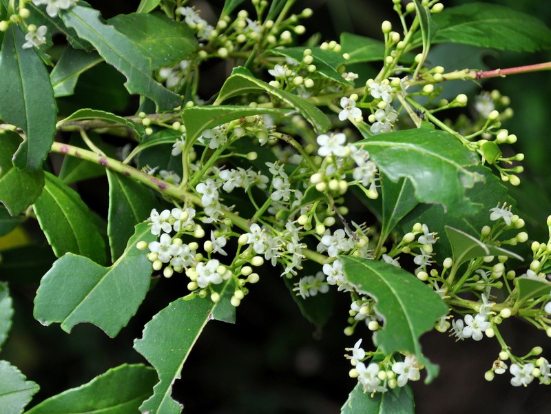 Ilex dumosa photo 6
