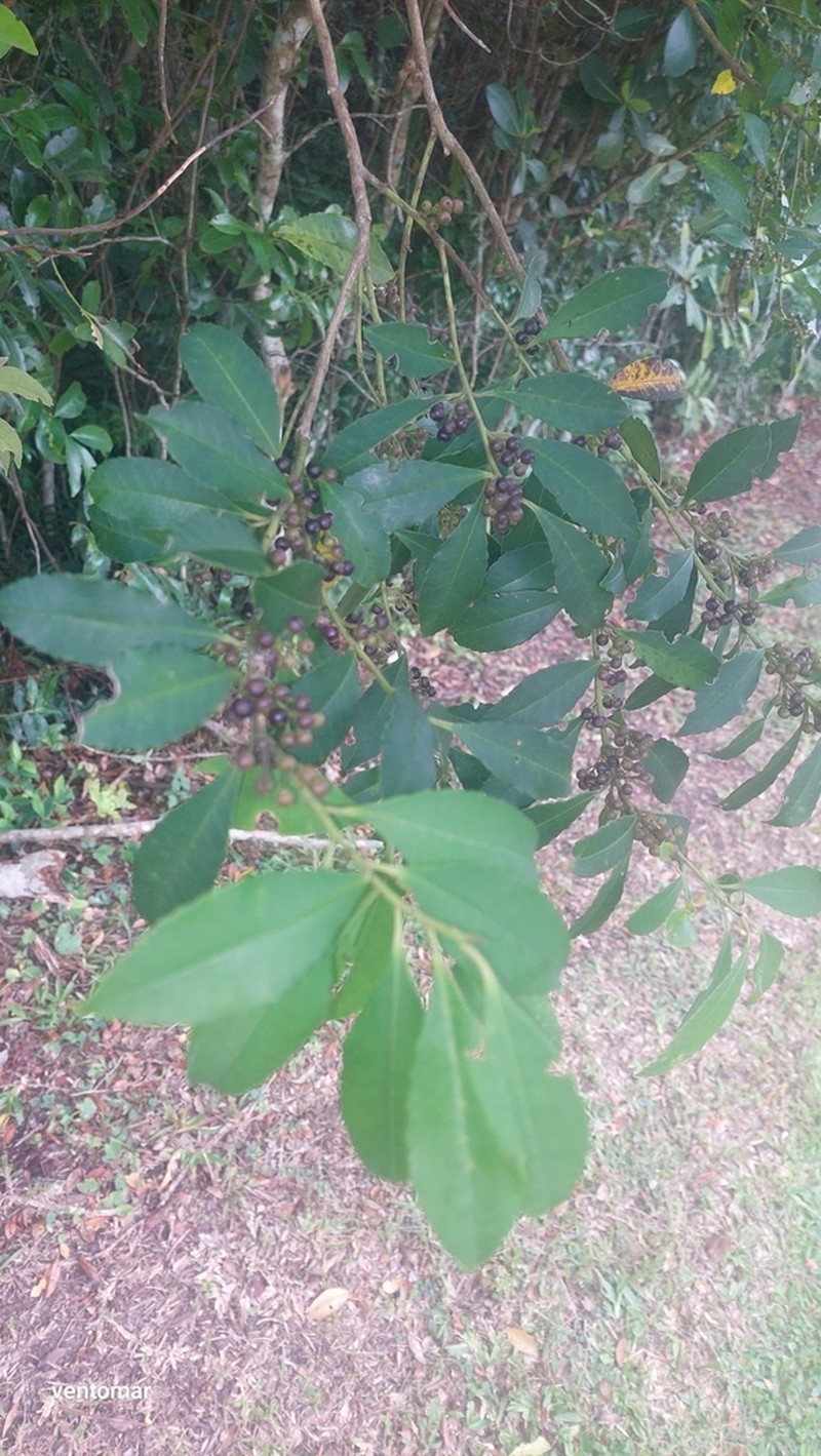 Ilex dumosa photo 7
