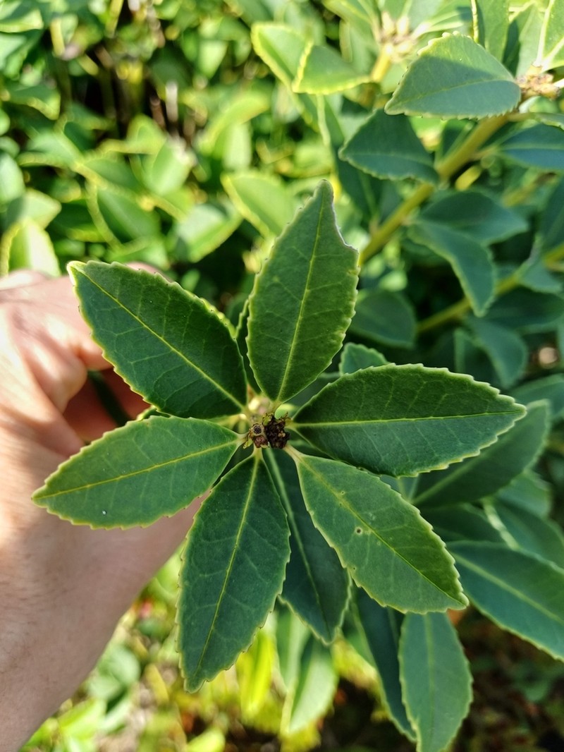Ilex dumosa photo 8