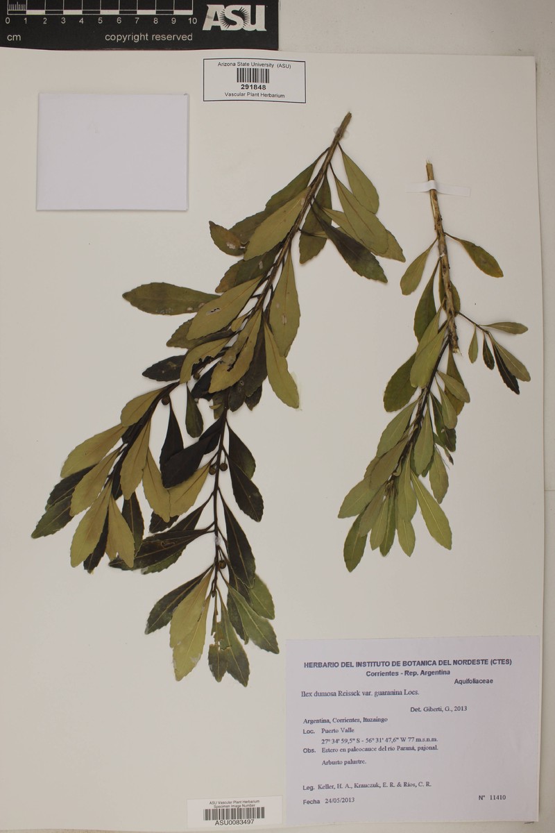 Ilex dumosa var. guaranina