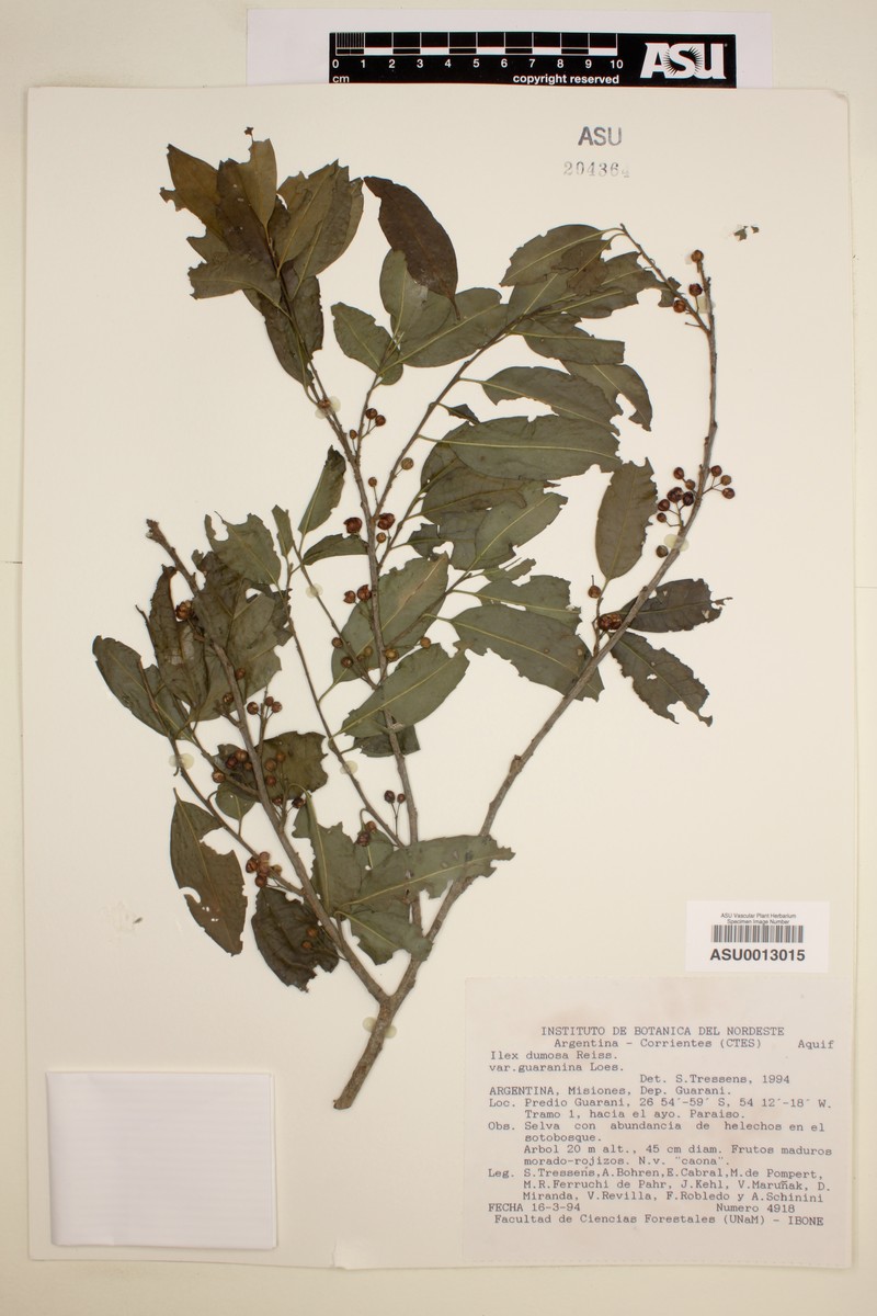Ilex dumosa var. guaranina photo 2