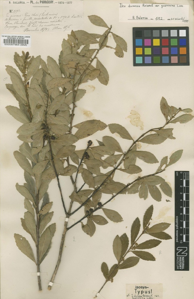 Ilex dumosa var. guaranina photo 3