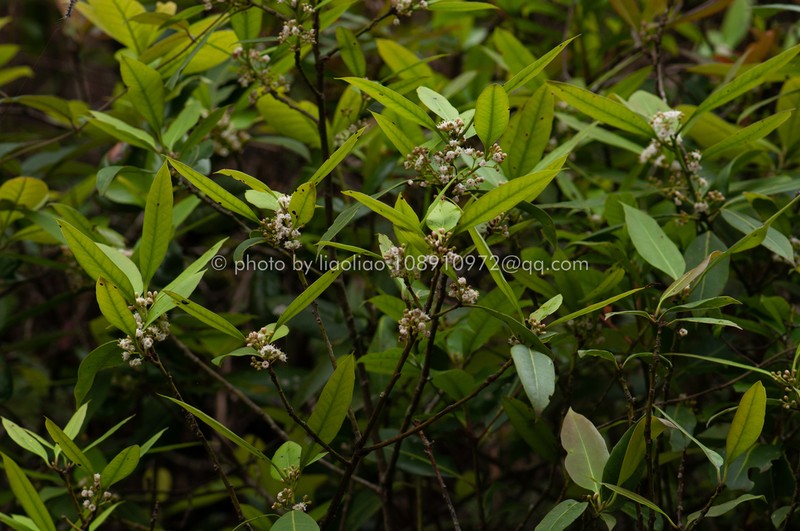 Ilex editicostata