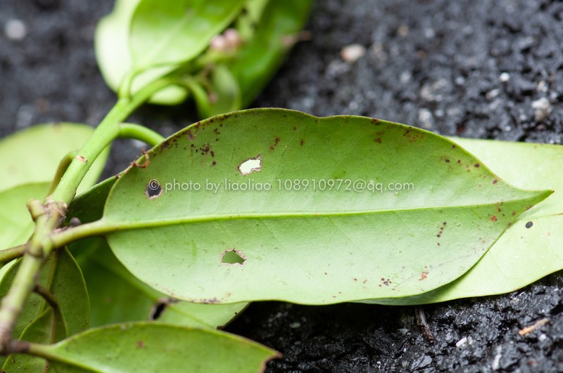 Ilex editicostata photo 2