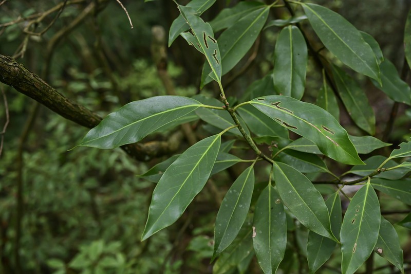 Ilex editicostata photo 3