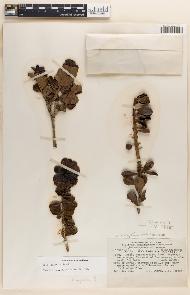 Ilex elliptica photo 2