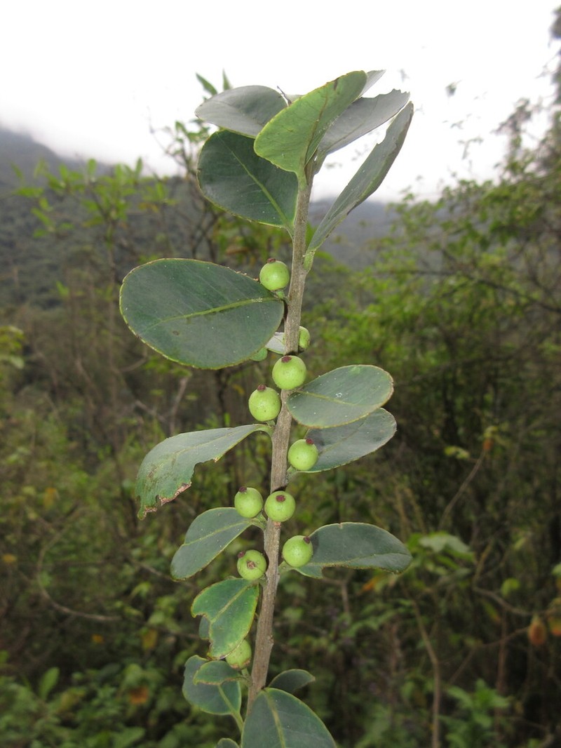 Ilex elliptica