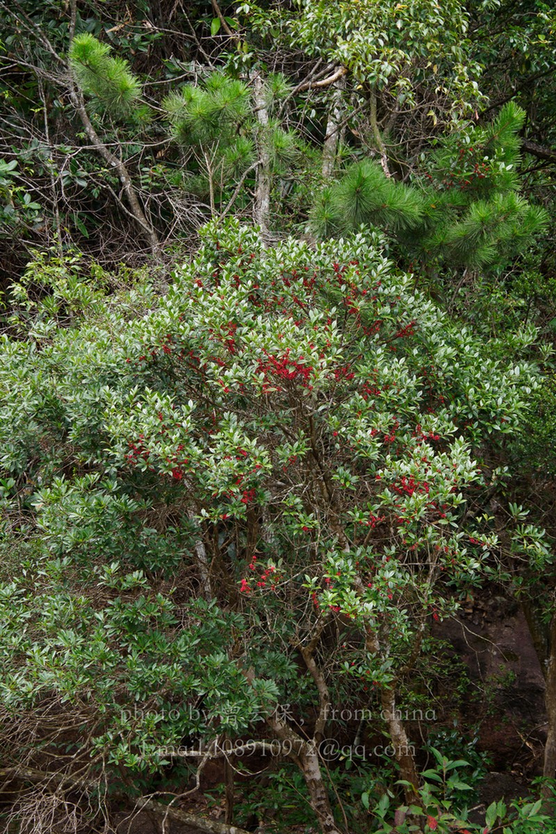 Ilex elmerrilliana
