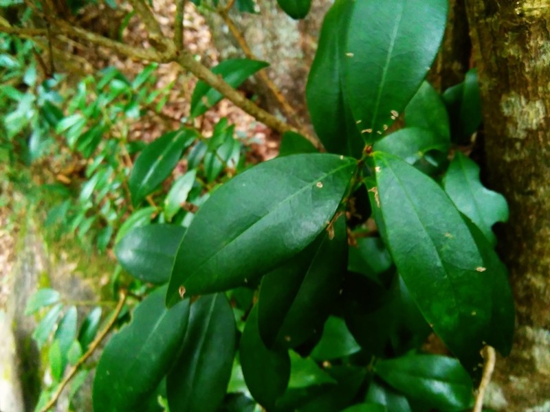 Ilex elmerrilliana photo 3