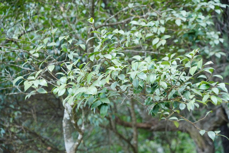Ilex elmerrilliana photo 4