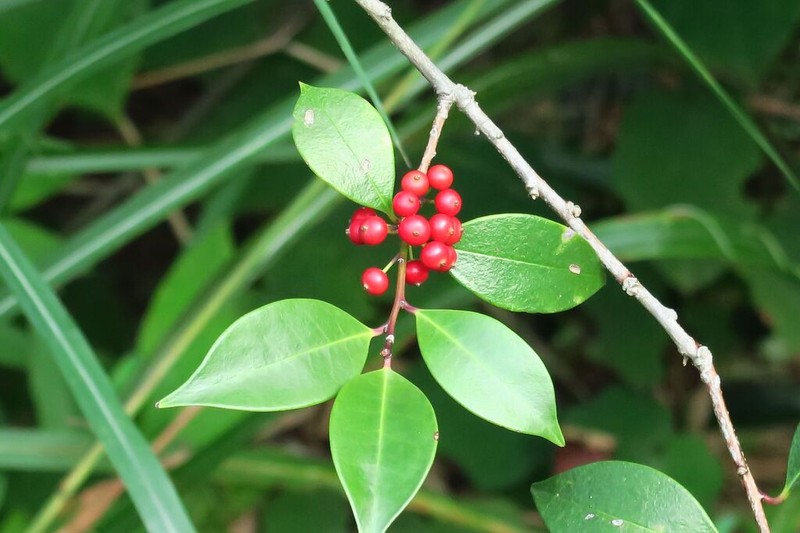 Ilex elmerrilliana photo 5