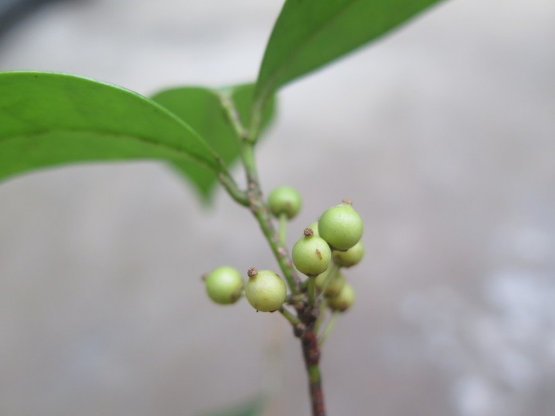 Ilex elmerrilliana photo 6