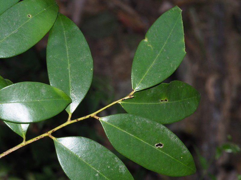 Ilex elmerrilliana photo 7