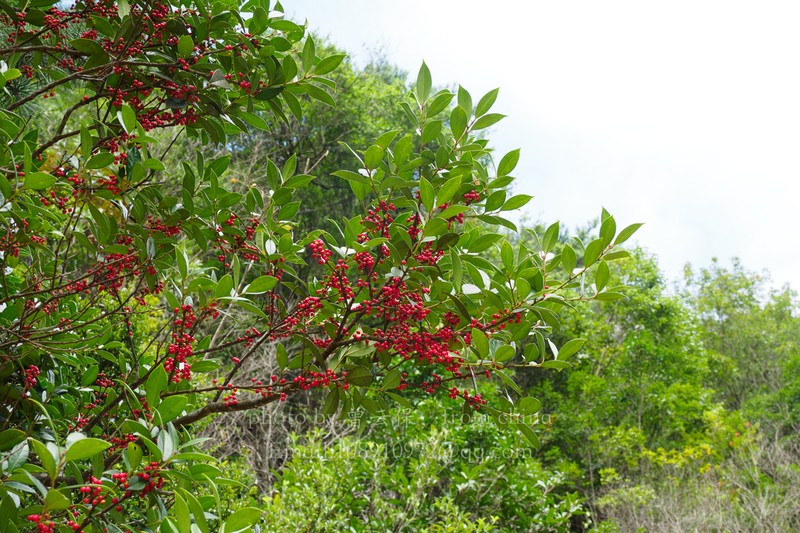 Ilex elmerrilliana photo 8
