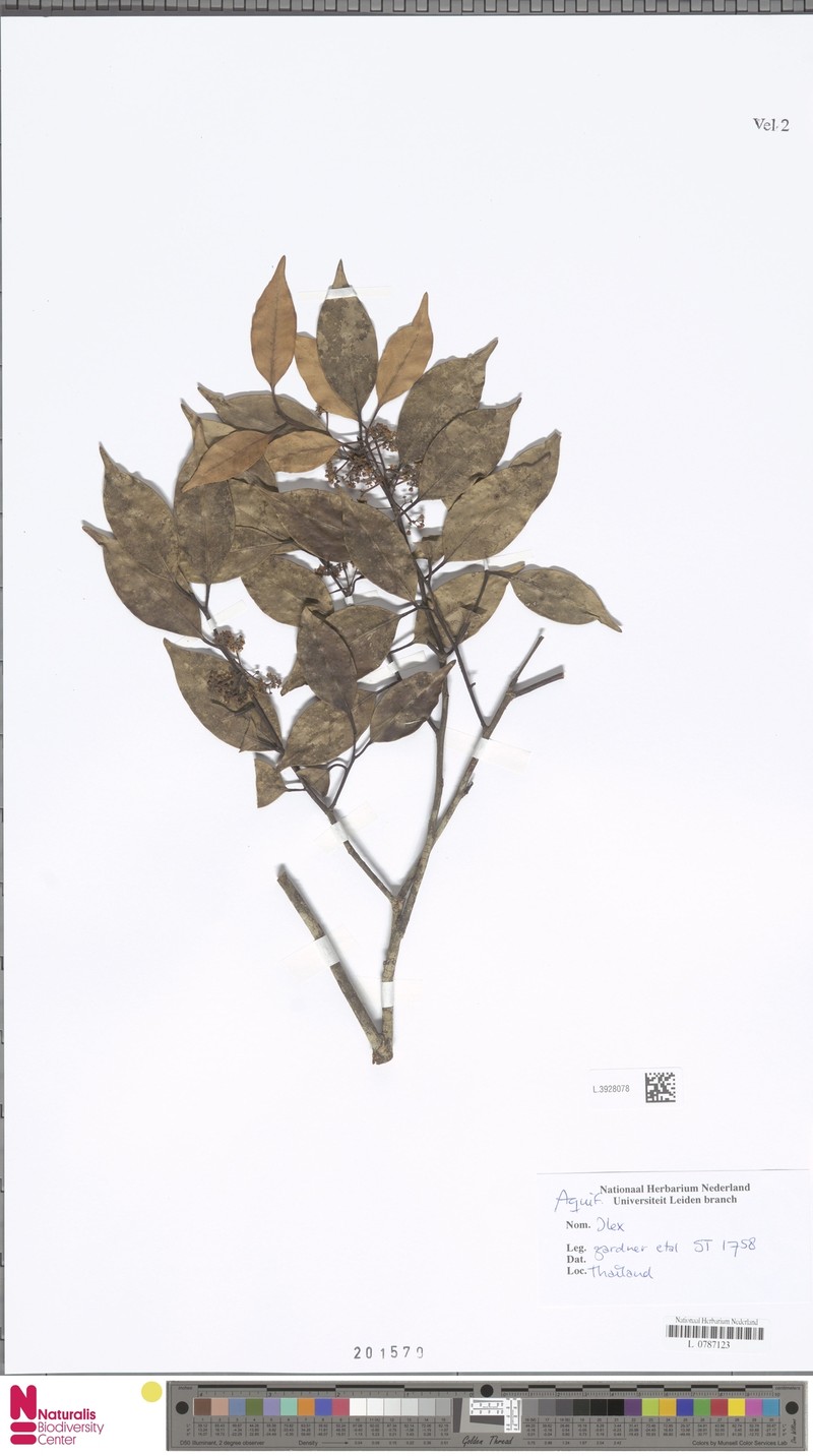 Ilex embelioides
