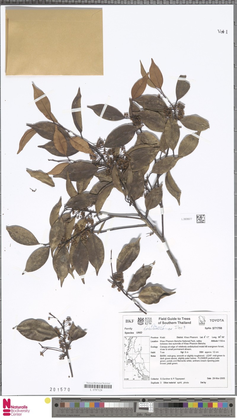 Ilex embelioides photo 2