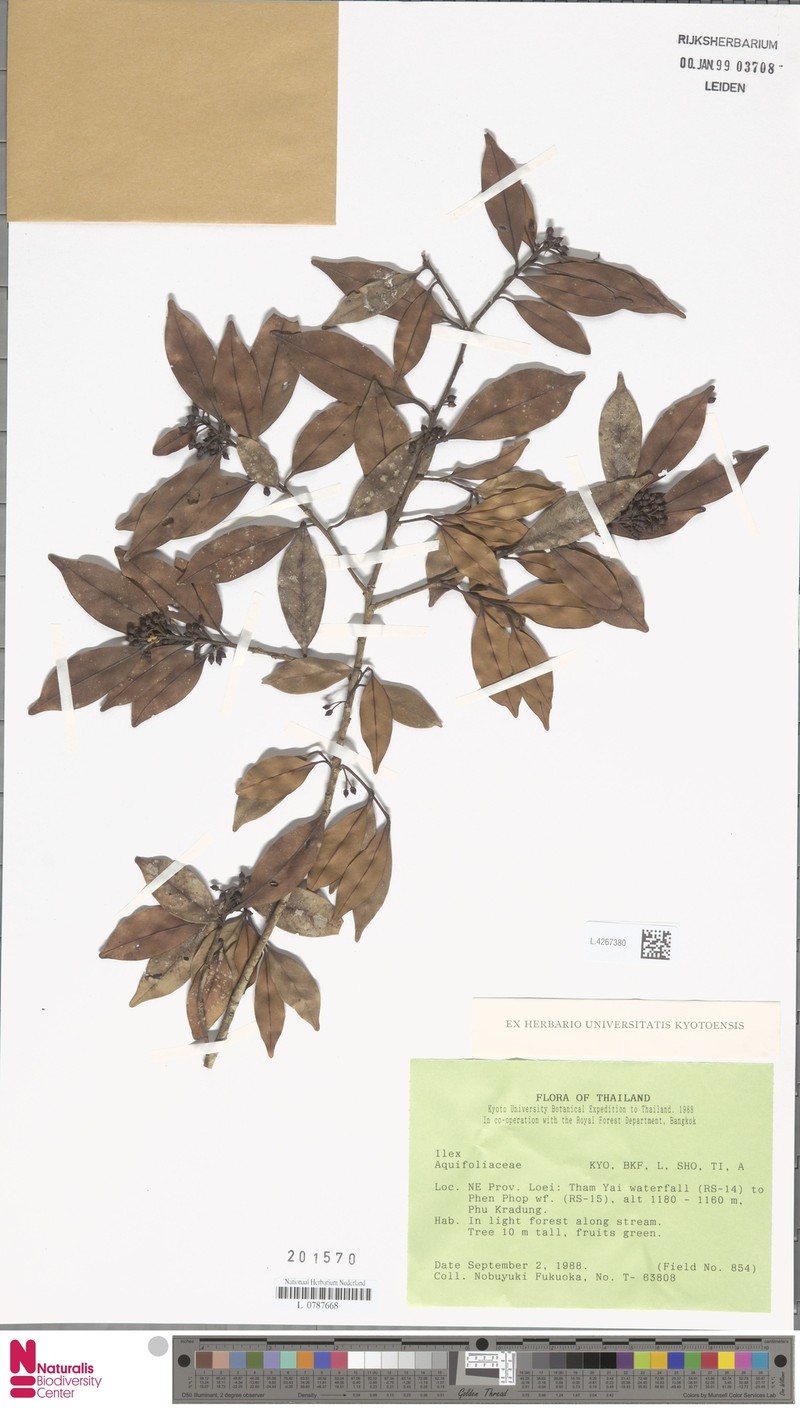 Ilex embelioides photo 3