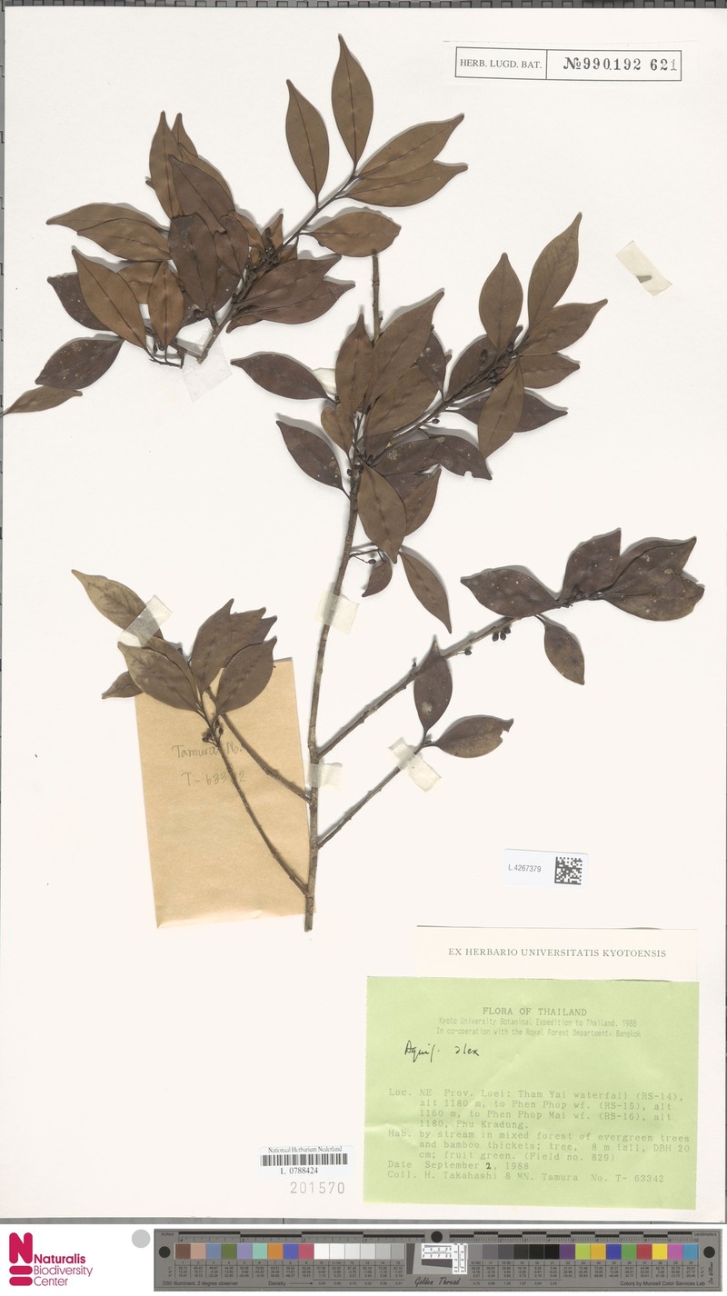 Ilex embelioides photo 4