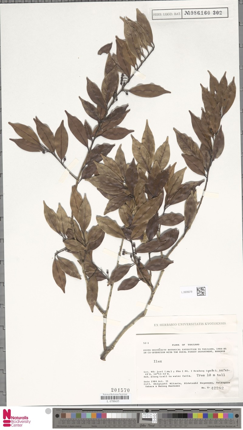 Ilex embelioides photo 5
