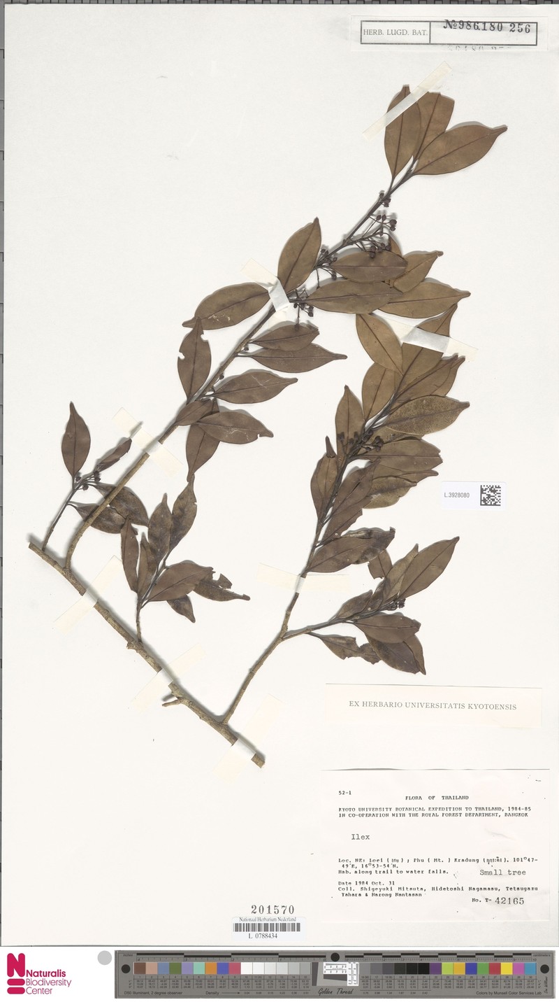 Ilex embelioides photo 6