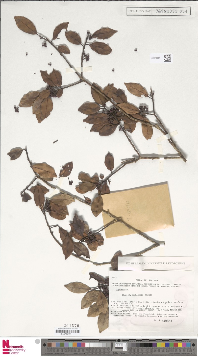 Ilex embelioides photo 7