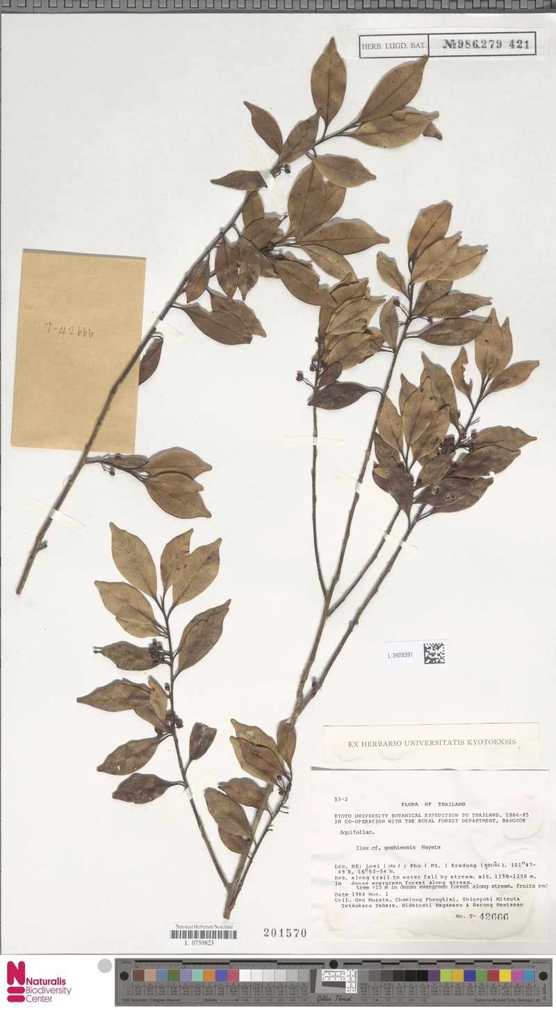 Ilex embelioides photo 8