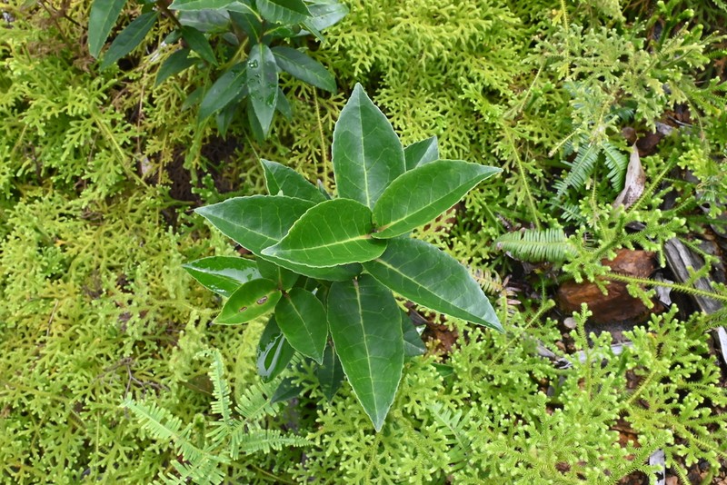 Ilex emmae