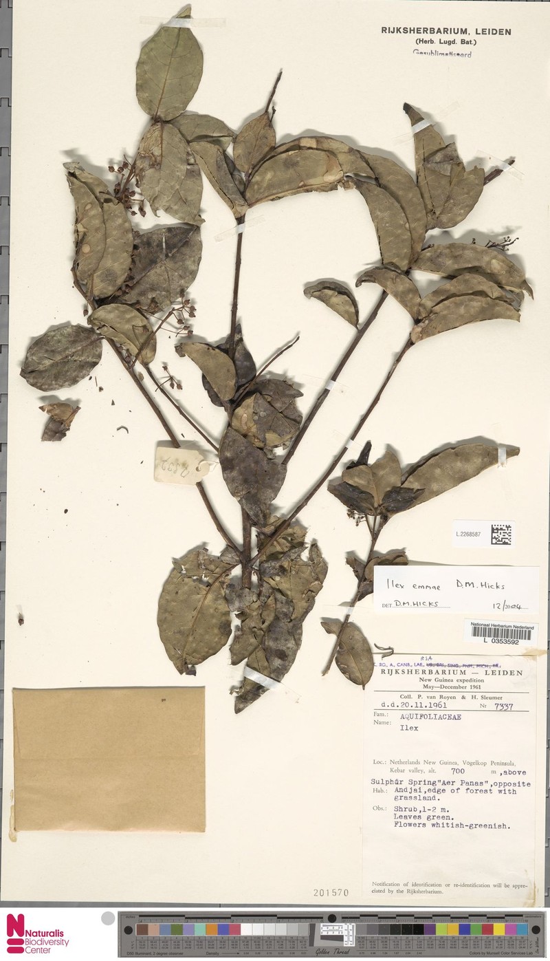 Ilex emmae photo 2