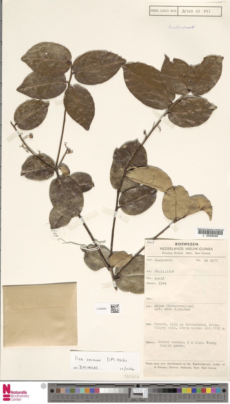 Ilex emmae photo 3