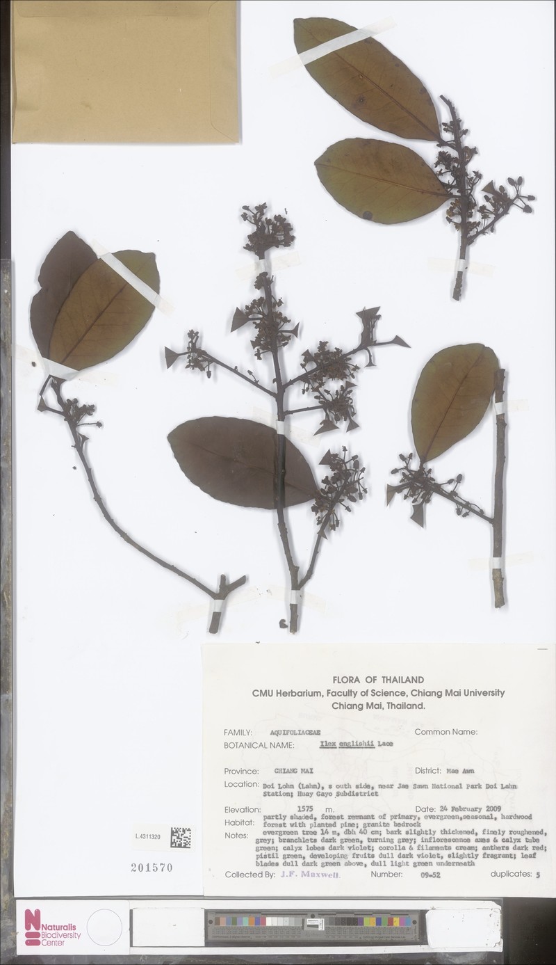 Ilex englishii