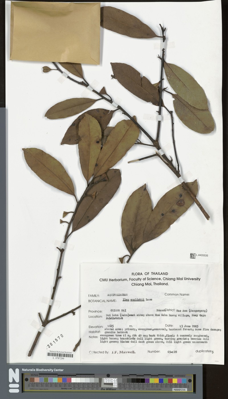 Ilex englishii photo 2