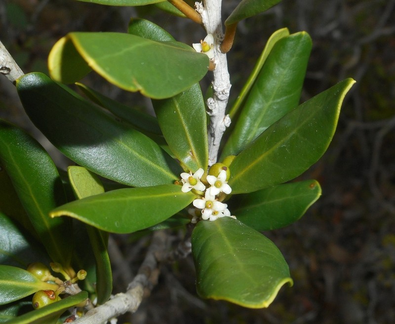 Ilex eoa