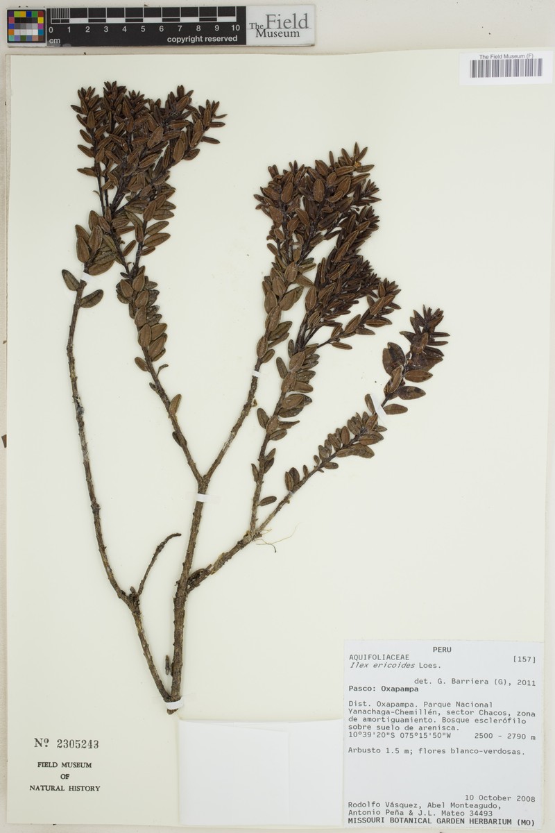 Ilex ericoides