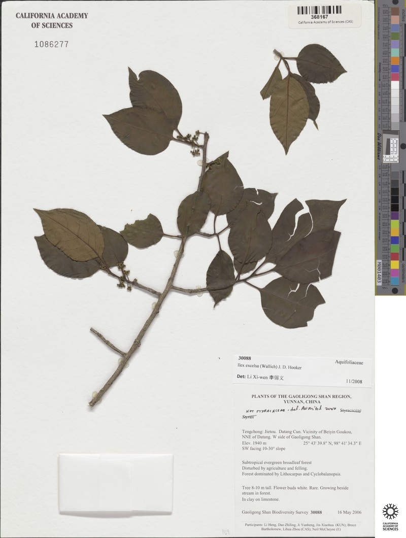 Ilex excelsa