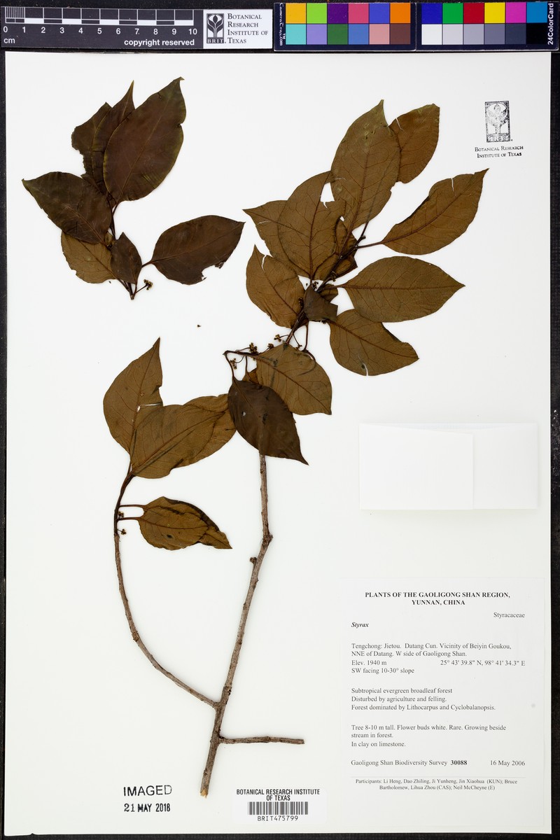 Ilex excelsa photo 2