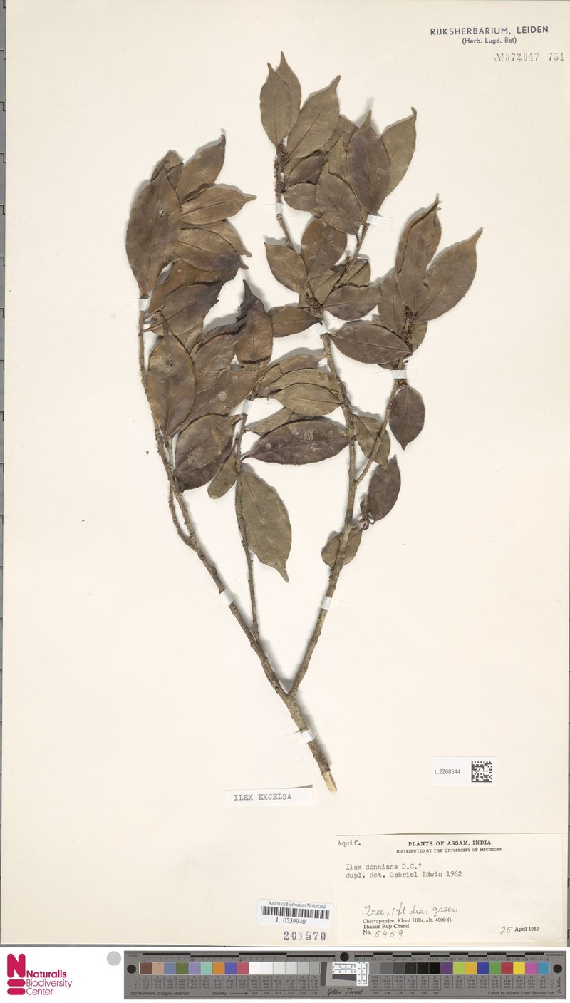Ilex excelsa photo 3