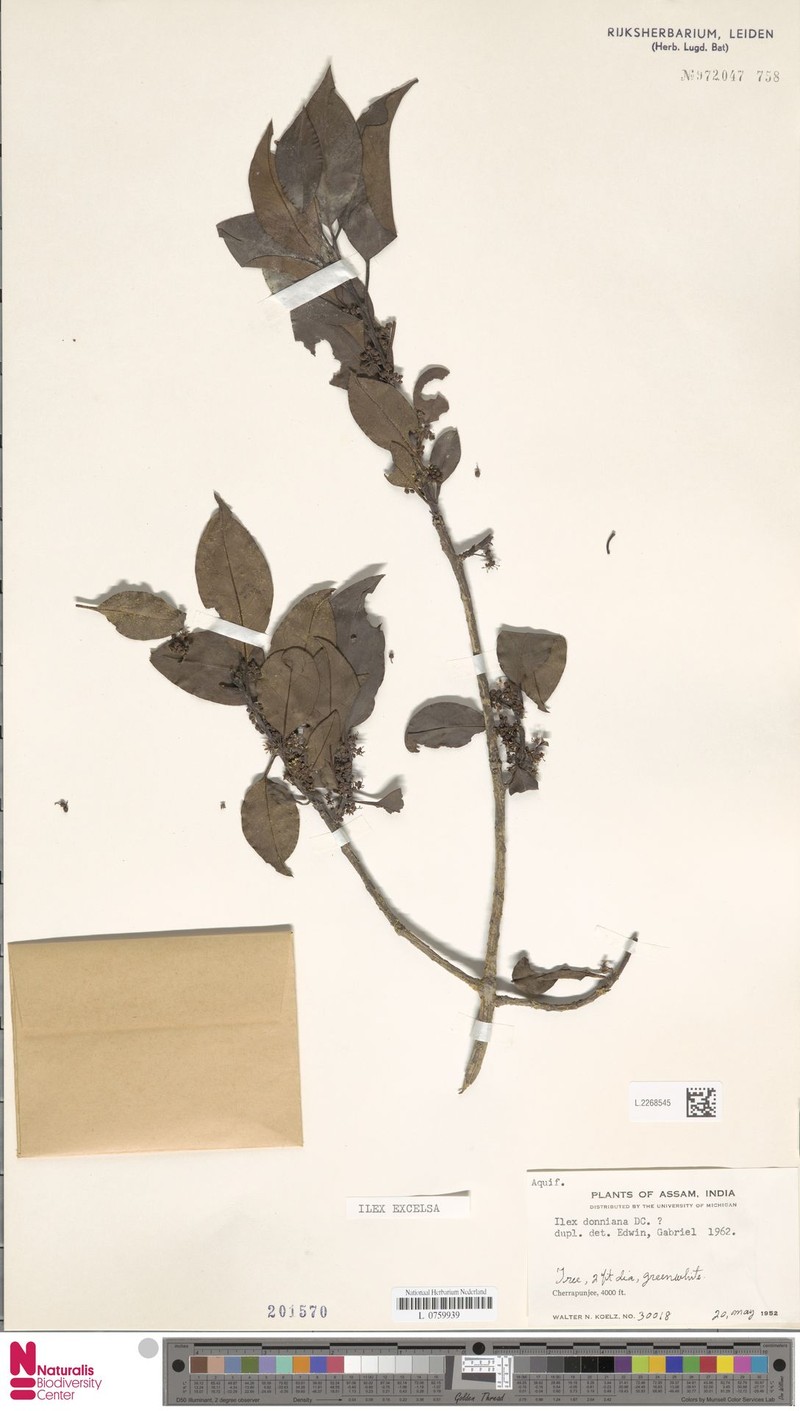 Ilex excelsa photo 4