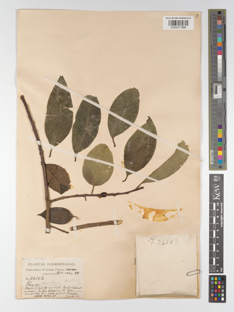Ilex excelsa photo 6