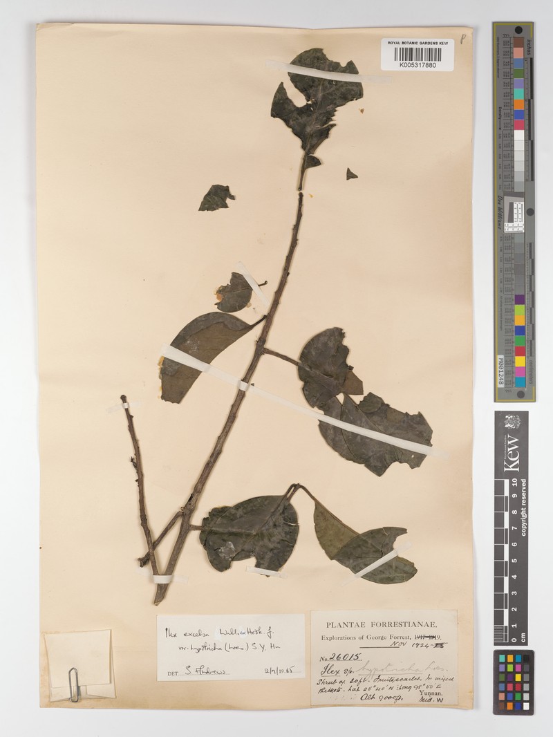 Ilex excelsa var. hypotricha
