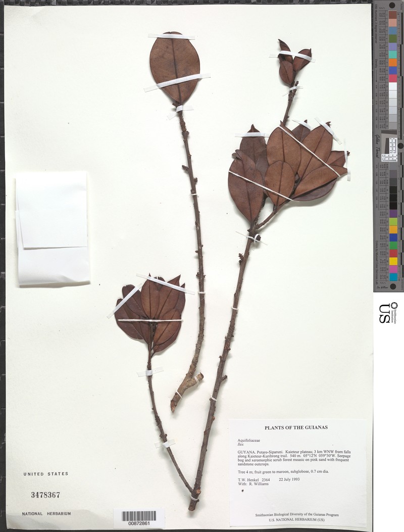 Ilex fanshawei