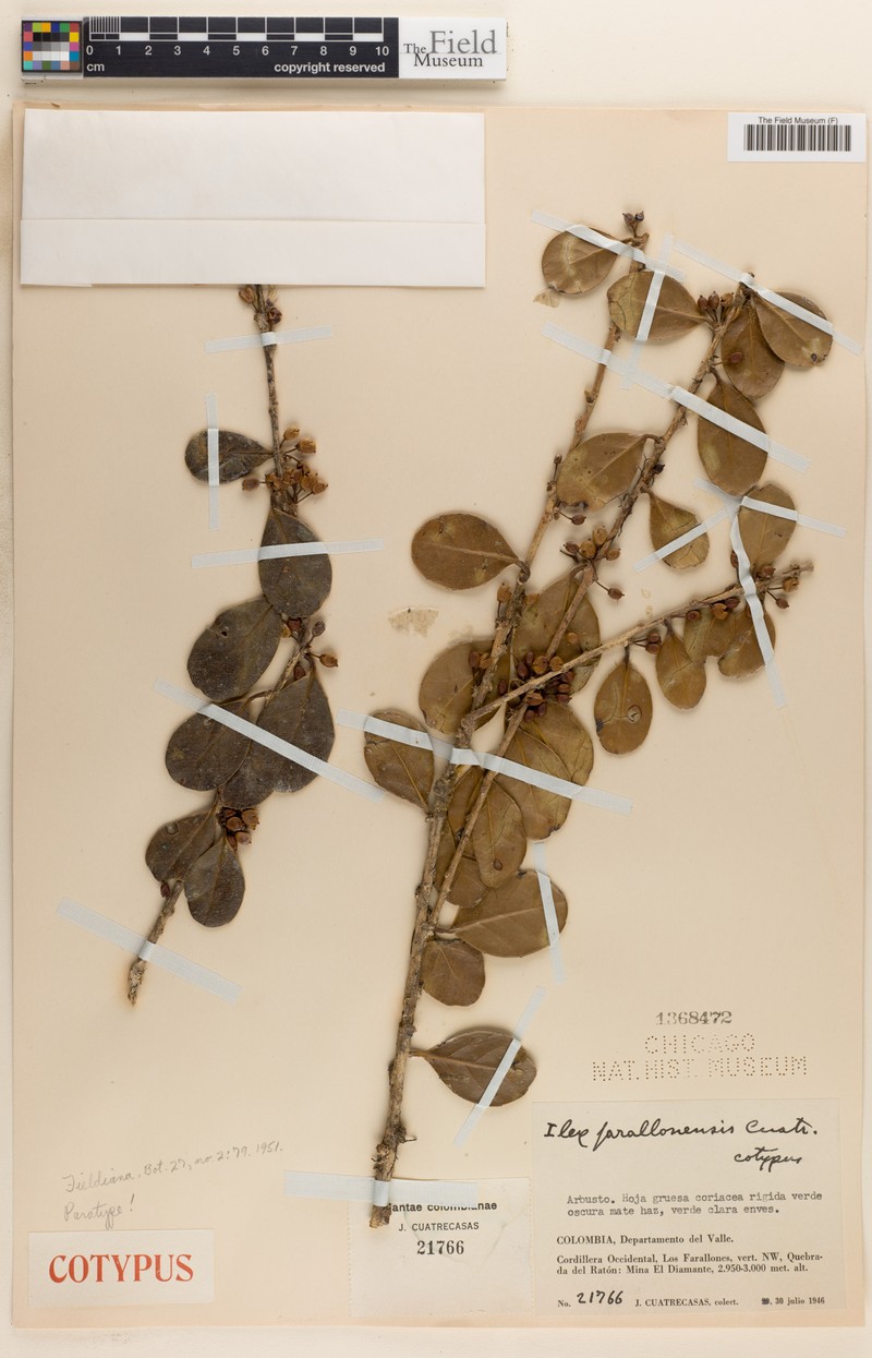 Ilex farallonensis