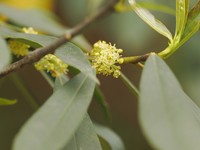 Ilex fargesii
