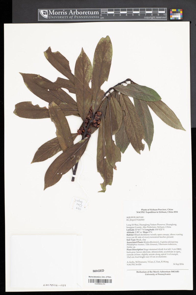 Ilex fargesii photo 2