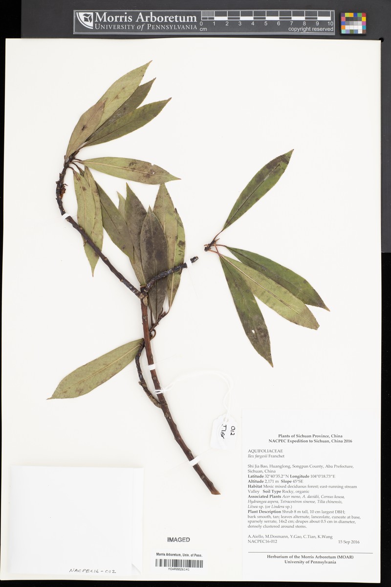 Ilex fargesii photo 3