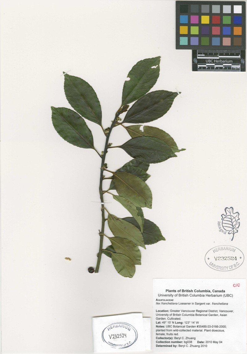 Ilex fargesii photo 4