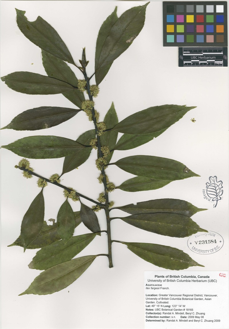 Ilex fargesii photo 5