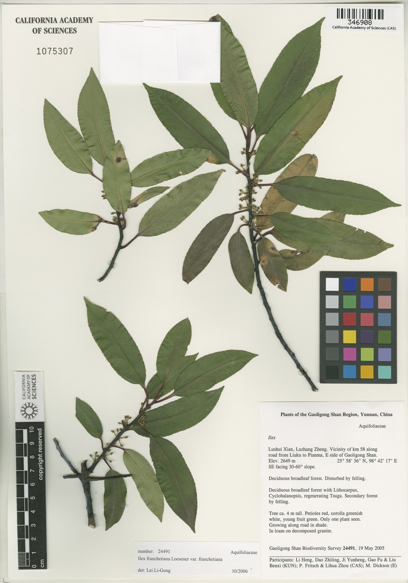 Ilex fargesii subsp. fargesii photo 2