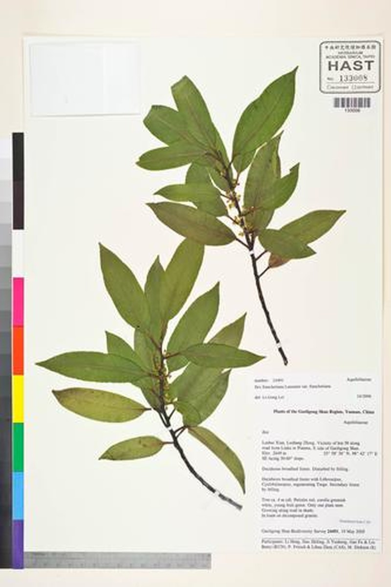 Ilex fargesii subsp. fargesii photo 3
