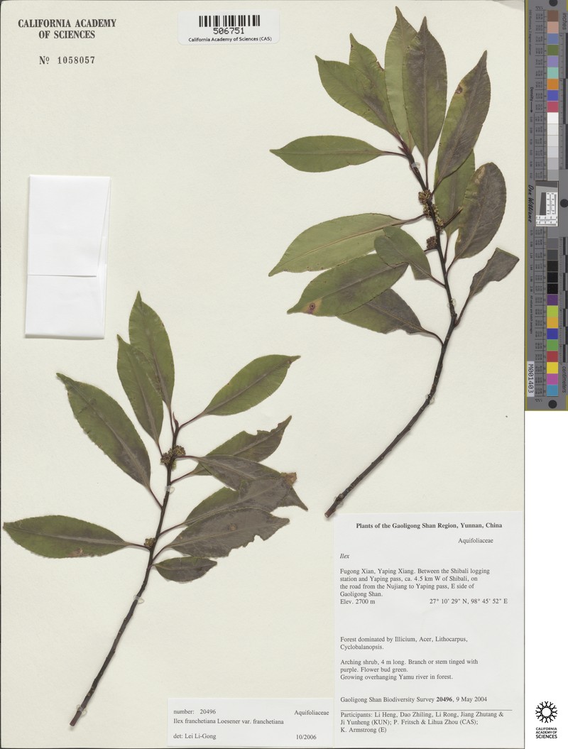Ilex fargesii subsp. fargesii photo 4