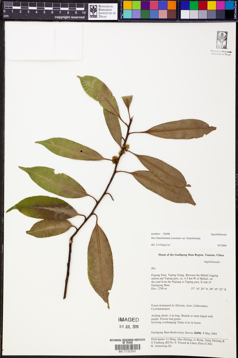 Ilex fargesii subsp. fargesii photo 5